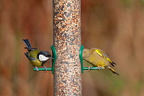 Great tit (Parus major) and Greenfinch (Carduelis chloris) feeding on seeds at garden feeder, UK