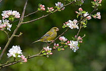 Greenfinch (Carduelis chloris) perched on blossom, Norfolk, UK