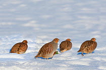 Four Grey partridge (Perdix perdix) in snow, UK