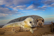 RF- Grey seal (Halichoerus grypus) pup and female on beach, Norfolk, UK, December. (This image may be licensed either as rights managed or royalty free.)