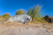 Grey seal (Halichoerus grypus) pup on sand dune, Norfolk, UK, December