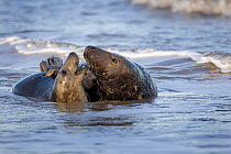 RF- Grey seal (Halichoerus grypus) pair mating in shallow water on beach, Norfolk, UK, December. (This image may be licensed either as rights managed or royalty free.)