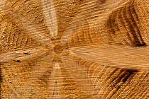 Growth rings and branches in cross section of Norway spruce (Picea abies) Norfolk, UK