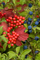 Autumn berries of Guelder rose (Viburnum opulus) and Blackthorn (Prunus spinosa) UK