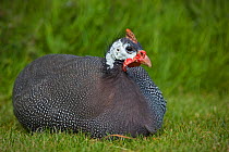 Helmeted guinea fowl (Numida meleagris) domestic, free range, Norfolk, UK