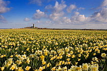 field of Daffodils with Happisburgh Church in the background, Norfolk, UK, April