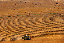 Combine harvester harvesting Barley field,  Ivinghoe, Buckinghamshire, UK, August