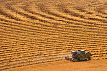 Combine harvester harvesting Barley field,  Ivinghoe, Buckinghamshire, UK, August