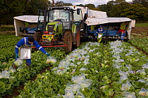 Harvesting Lettuces, putting the lettuces into plastic bags for transfer to supermarket, Norfolk, UK, Autumn