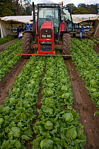 Harvesting Lettuces for supermarket, Norfolk, UK, Autumn