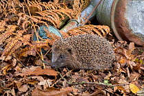 Hedgehog (Erinaceus europaeus) beside watering can in garden, UK