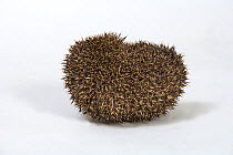 Hedgehog (Erinaceus europaeus) rolled up on white background, captive, UK