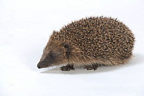 Hedgehog (Erinaceus europaeus) on white background, captive, UK