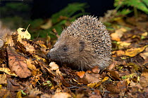 Hedgehog (Erinaceus europaeus) in woodland, UK