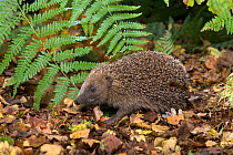 Hedgehog (Erinaceus europaeus) moving ast through woodland, UK