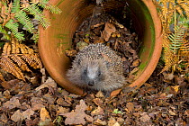 Hedgehog (Erinaceus europaeus) in flowerpot, UK