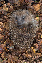 Hedgehog (Erinaceus europaeus) uncurling from defensive ball, UK