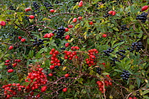 Hedgerow berries, Rose hips (Rosa canina) and Byrony, Ashridge Estate, Hertfordshire, UK