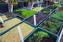Herb seedlings in nursery garden, Norfollk, UK