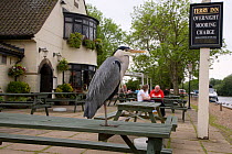 Grey heron (Ardea cinerea) perched on table at a riverside pub, Norfolk Broads, Norfolk, UK