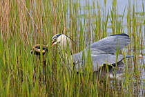 Grey heron (Ardea cinerea) catching fish in reedbed, Titchwell RSPB reserve, Norfolk, UK