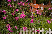 Mallow flowers (Lavatera sp) in cottage garden, Norfolk, UK