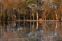 People walking in woodland reflected in lake, Holkham Park, Norfolk, UK, winter