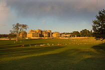Holkham Hall and Parkland with herd of Fallow deer (Dama dama), North Norfolk, UK, March
