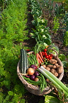 Garden basket full of organic home grown vegatables from vegetable garden, Norfolk, UK
