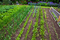 Vegetables growing in rows in vegetable garden, Norfolk, UK