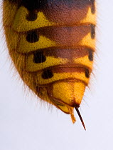 Close up of tail sting of Hornet (Vespa crabro) UK