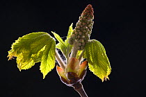 Leaves and flower of Horse Chestnut tree bursting from bud in spring, black background