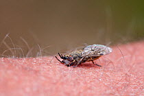 Gadfly (Tabanus bromius) biting flesh on human, UK