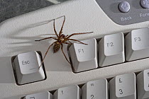 House spider (Tegenaria domestica) on computer keyboard, UK