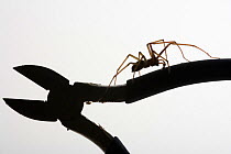 Silhouette of House spider (Tegenaria domestica) on pair of pliers, UK