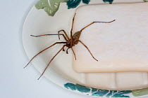 House spider (Tegenaria domestica) on soap dish, UK