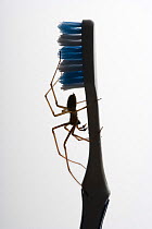 Silhouette of House spider (Tegenaria domestica) on toothbrush, UK