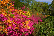 Colourful Azalea flowers, Hoveton Hall Gardens, Norfolk, UK