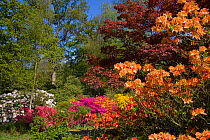 Colourful Azalea and Rhododendron flowers in woodland, Hoveton Hall Gardens, Norfolk, UK
