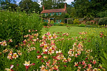 Alstroemeria flowers in The Spider Garden at Hoveton Hall, Norfolk, UK
