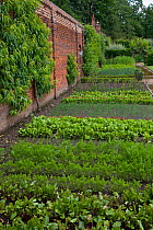 Vegetables growing in rows in Vegetable Garden, Hoveton Hall, Norfolk, UK