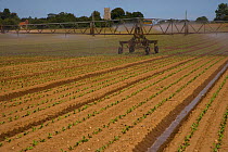 Irrigation boom watering seedling Cabbages, Norfolk, UK, August