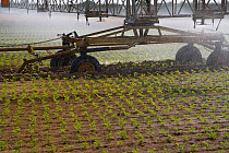 Irrigation boom watering seedling carrots (Daucus carota), Norfolk, UK, August