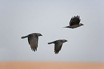 Three Jackdaws (Corvus monedula) in flight, uk