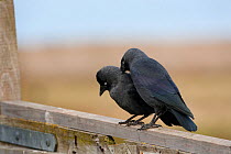 Jackdaw (Corvus monedula) pair interacting, UK