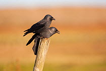 Jackdaw (Corvus monedula) pair perched, one with food in beak, UK