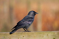 Jackdaw (Corvus monedula) perched on fence, UK
