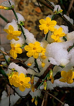 Winter flowering jasmine (Jasminum nudiflorum) flowers in snow, UK