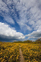 Path through flowering Gorse on Kelling Heath, North Norfolk, UK, April