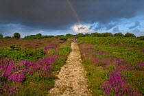 Path through flowering Bell heather (Erica cinerea), Kelling Heath, Norfolk, UK